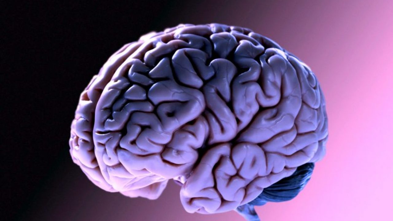 25 Curiosita Che Non Sapevate Sul Cervello Umano Notizieora