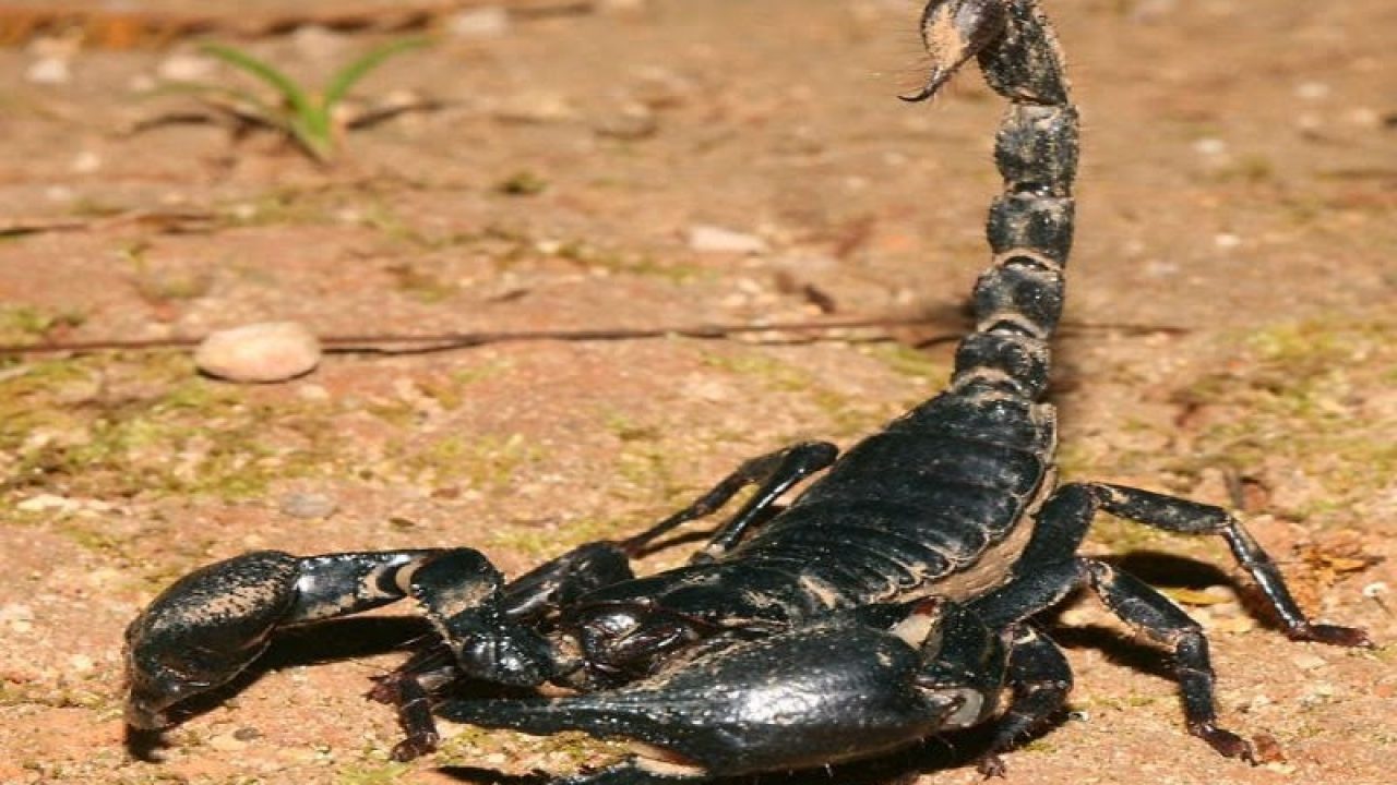 che cosa è come uscire con una donna Scorpione