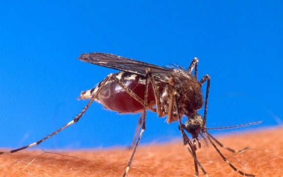 Come dire addio alle zanzare in base a quello che mangiamo