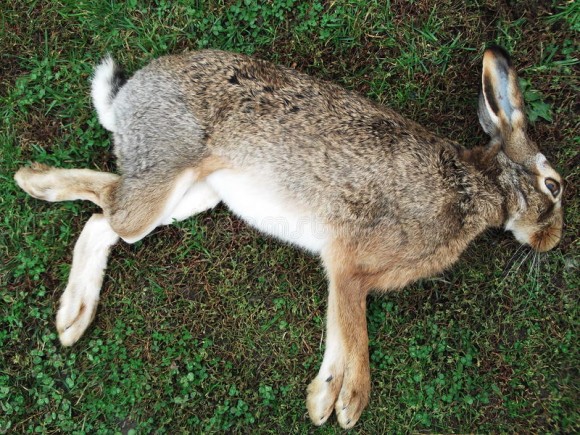 Conigli morti per peste, pericolo per l’uomo, allerta nell’Unione Europea