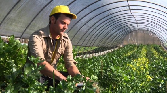 Pensioni: quota 41 come bracciante agricolo, rientra nei precoci e nei gravosi?