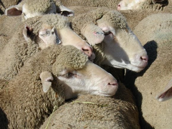 Allerta febbre, arriva epidemia dalle pecore, pensionato in grave condizioni