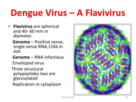 Allarme virus dengue, si può trasmettere anche con i rapporti intimi