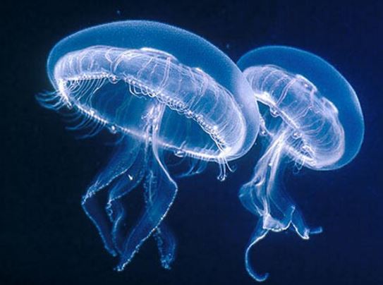 meduse