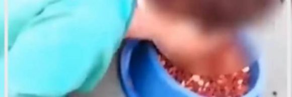 Bimbo di 2 anni costretto dalla madre a mangiare il cibo del cane direttamente dalla ciotola