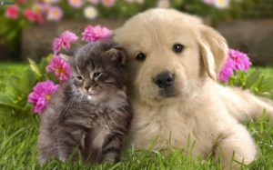 cane-e-gatto-labrador-cucciolo-lerba-fiori-rossi-177606-810&#215;506