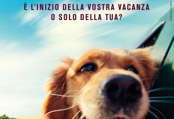 stop all'abbandono degli animali
