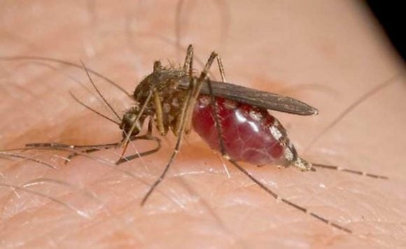 Allerta virus propagato dalle zanzare: 11 morti