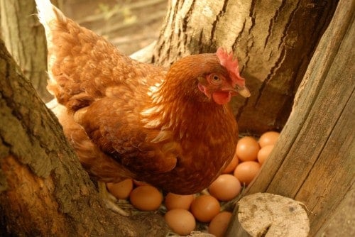 Allarme salmonella nelle uova fresche, ecco marca e lotti