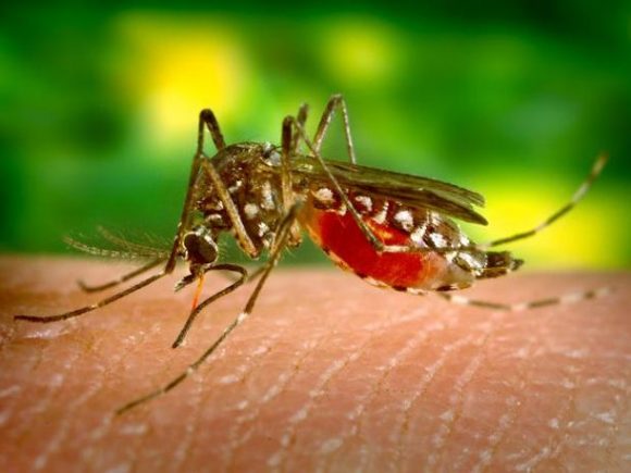 Allarme zanzare e virus West Nile, Zika e Chikungunya. E i medici?