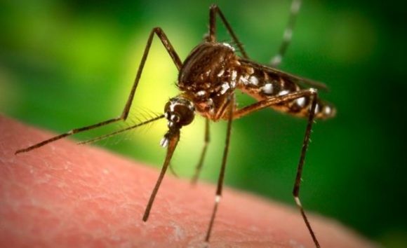 Virus Chikungunya: per la prima volta la zanzara tigre ha infettato gli umani