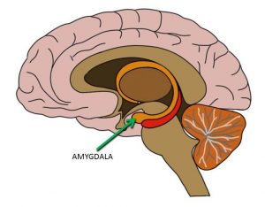 Sei solito rimandare ogni cosa? Forse è colpa del tuo cervello Sei solito rimandare ogni cosa? Forse è colpa del tuo cervello