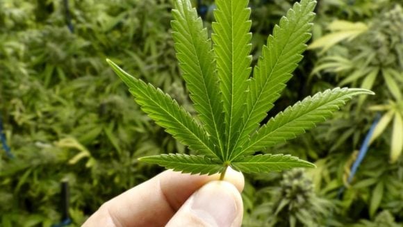 Decisione epocale: coltivare a casa la Cannabis per uso personale non  è più reato