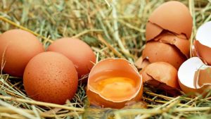Uova fresche ritirate dal mercato, in alcune anche presenza di salmonella