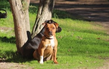Virus Killer Che Uccide I Cani Come Si Trasmette La Parvovirosi