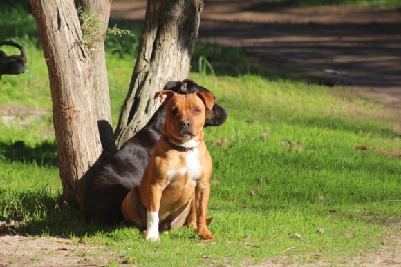 Multe superiori ai 100 euro se si porta il cane ad urinare in strada