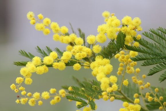 Perché la mimosa si regala nel giorno dell’8 marzo? Storia e curiosità