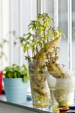 Come fare ad avere una pianta bellissima (quasi) gratis da una patata americana