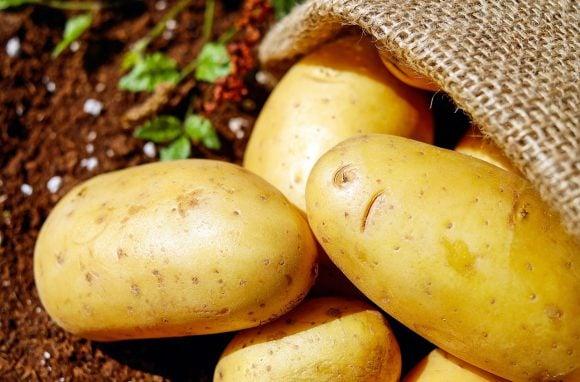 Allarme patate: sono tossiche, contengono la “solanina”, ecco di cosa si tratta