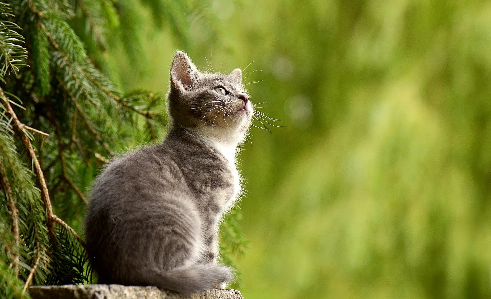 scaricare spese mediche gatto