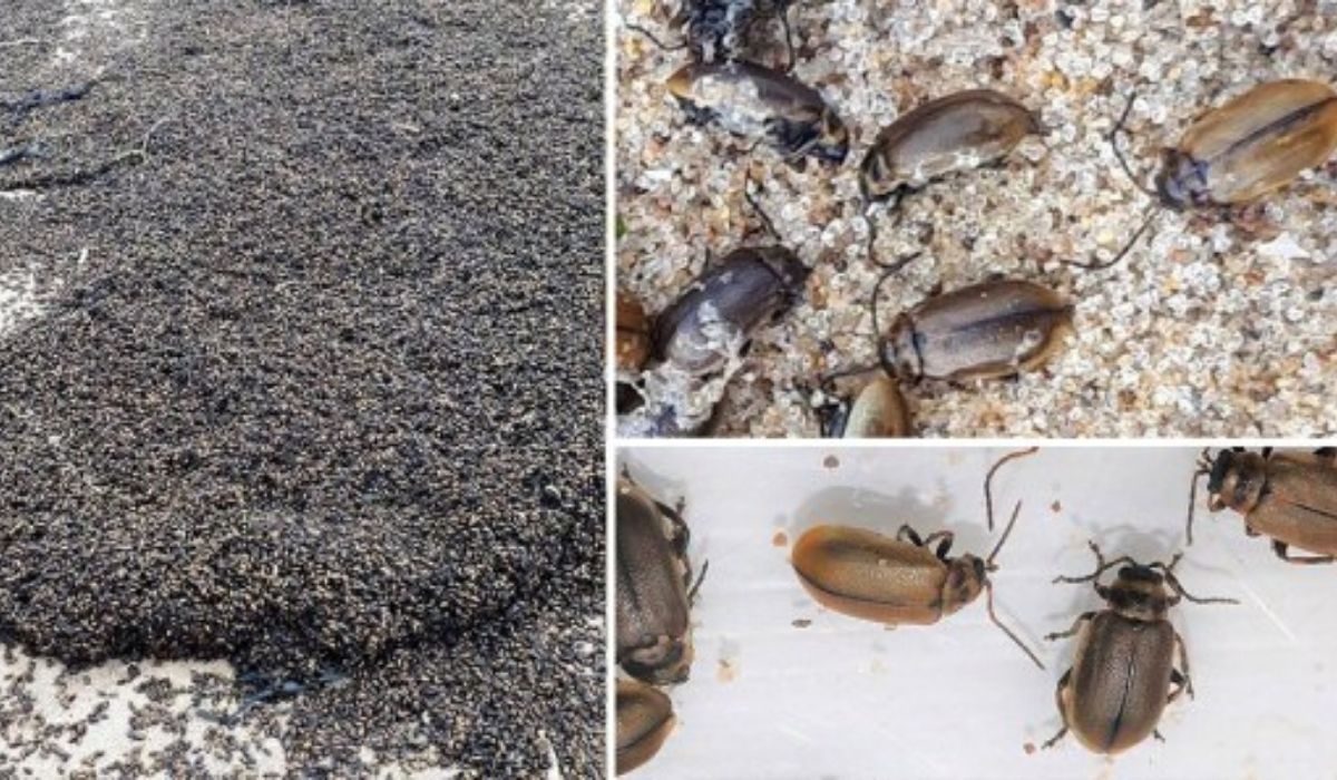Mistero su milioni di scarafaggi su una spiaggia