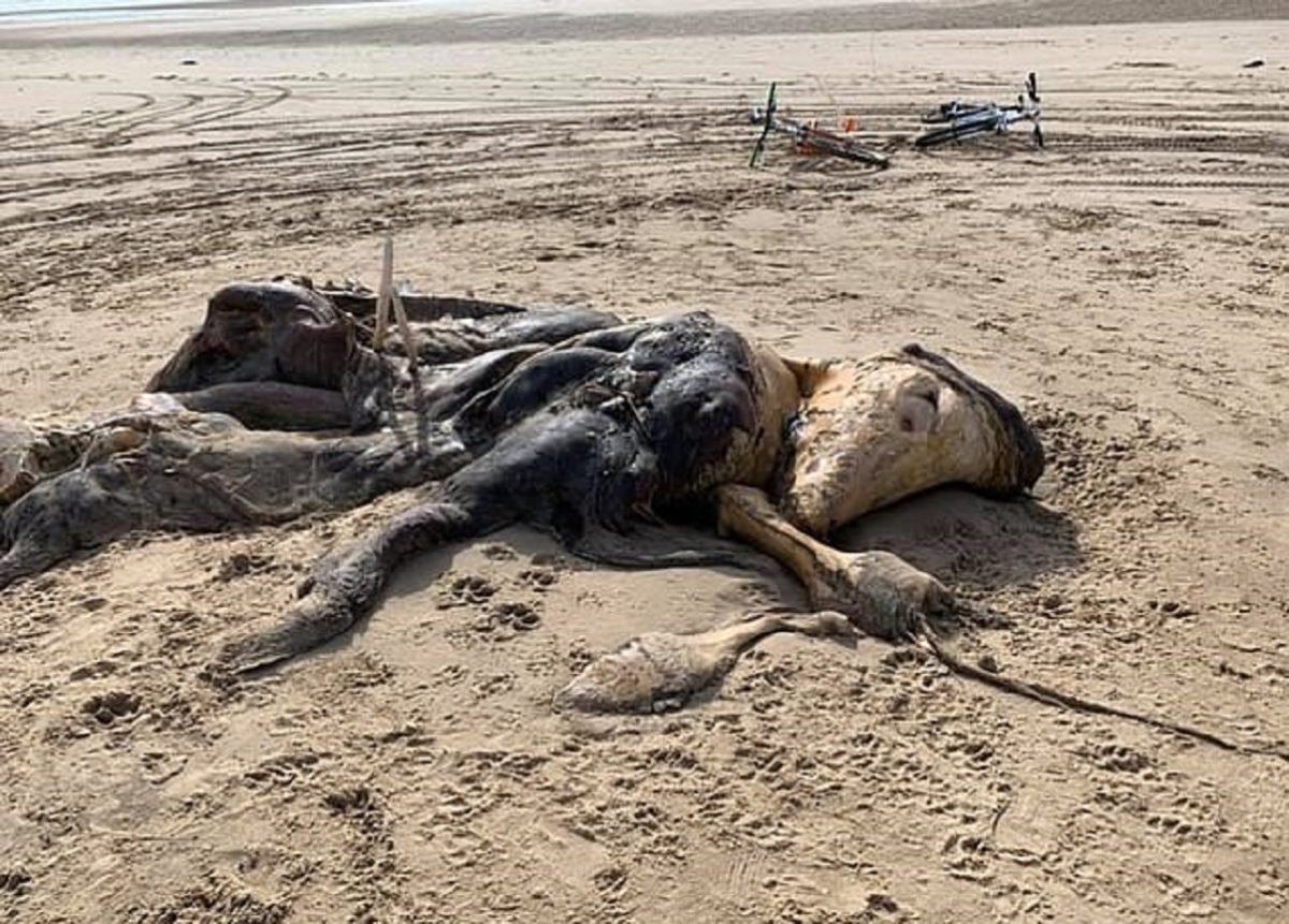 Misteriosa creatura rinvenuta nella spiaggia di Liverpool
